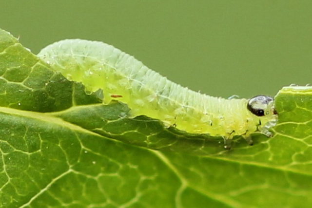 Caterpillars on the currant: why, what to do