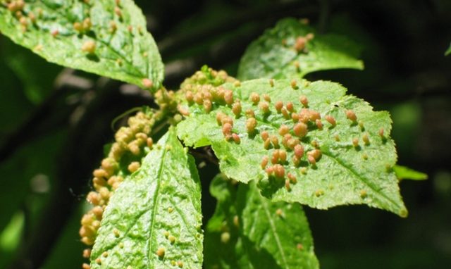 Caterpillars on the currant: why, what to do