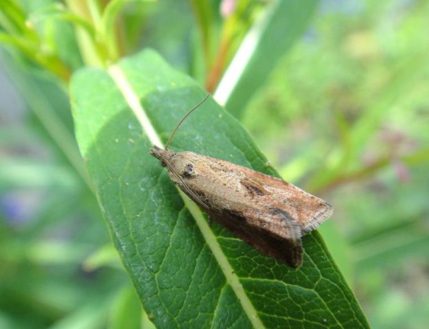 Caterpillars on the currant: why, what to do