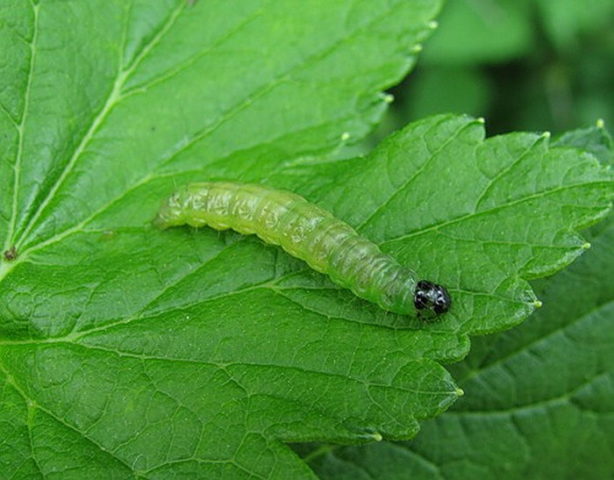 Caterpillars on the currant: why, what to do