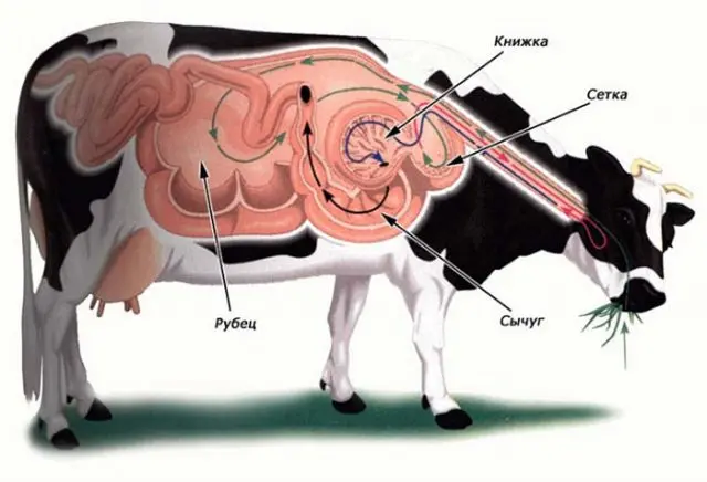 Cattle acidosis: what is it, treatment