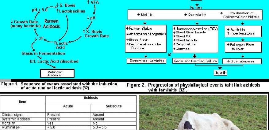 Cattle acidosis: what is it, treatment