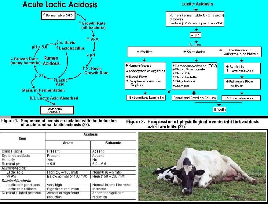 Cattle acidosis: what is it, treatment