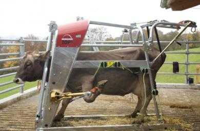 Cattle hoof trimming machine