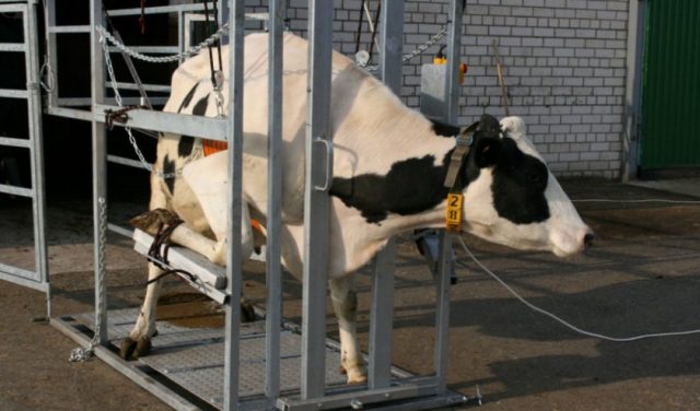 Cattle hoof trimming machine