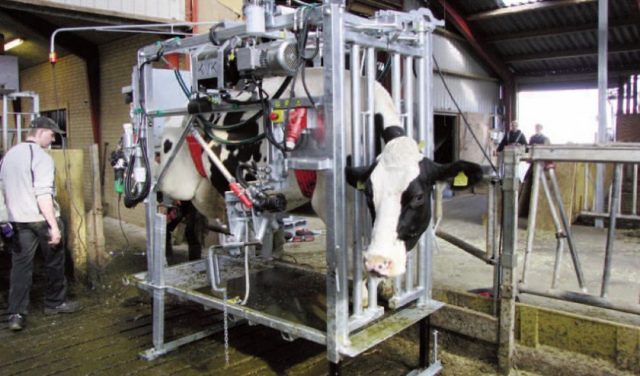 Cattle hoof trimming machine