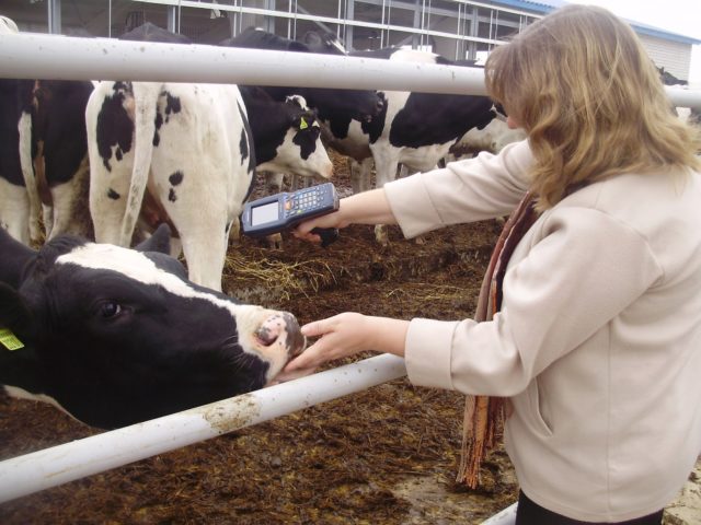 Cattle identification: chipping, tagging