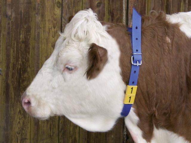 Cattle identification: chipping, tagging