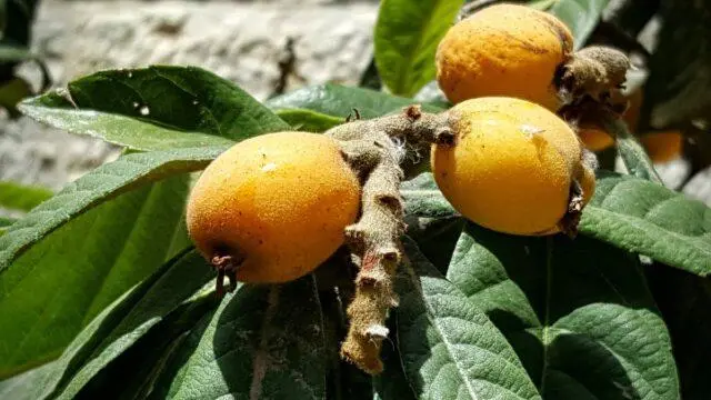 Caucasian (Abkhazian) loquat: photo of a tree and fruits, growing at home