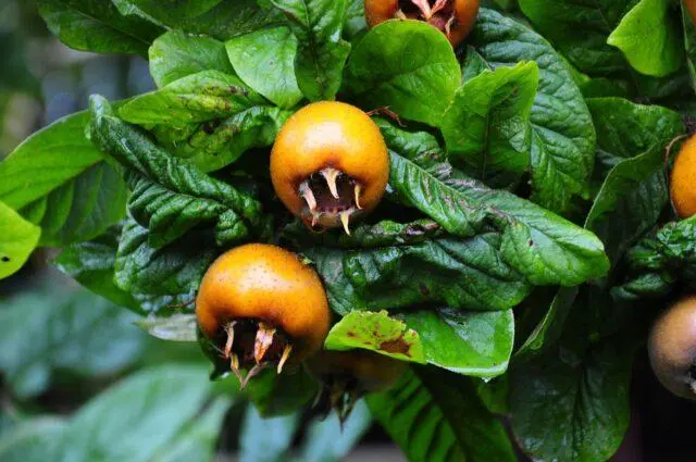 Caucasian (Abkhazian) loquat: photo of a tree and fruits, growing at home