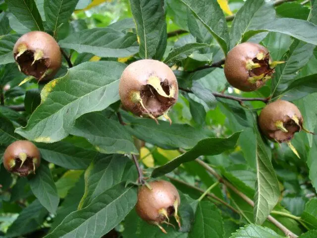 Caucasian (Abkhazian) loquat: photo of a tree and fruits, growing at home