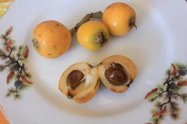 Caucasian (Abkhazian) loquat: photo of a tree and fruits, growing at home