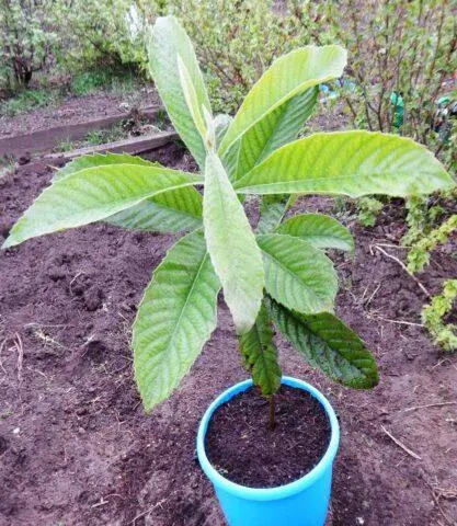 Caucasian (Abkhazian) loquat: photo of a tree and fruits, growing at home