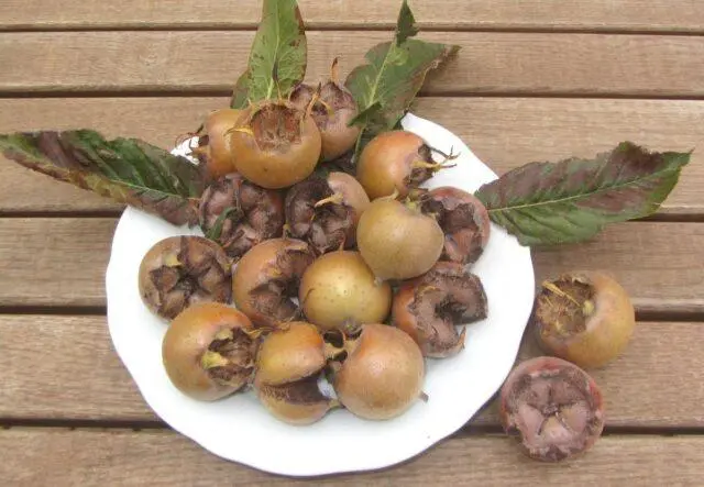 Caucasian (Abkhazian) loquat: photo of a tree and fruits, growing at home