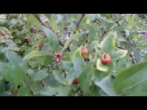 Caucasian (Abkhazian) loquat: photo of a tree and fruits, growing at home