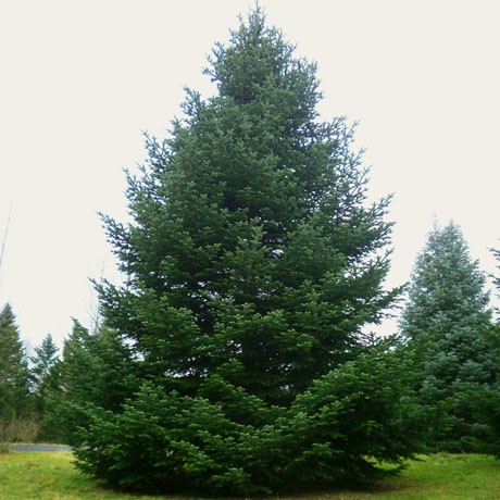 Caucasian fir (Nordman)