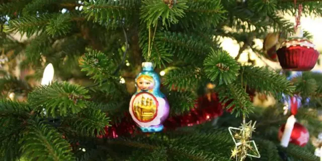 Caucasian fir (Nordman)