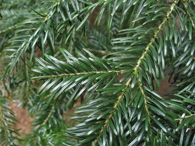 Caucasian fir (Nordman)