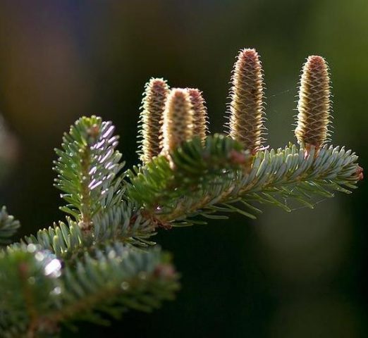 Caucasian fir (Nordman)