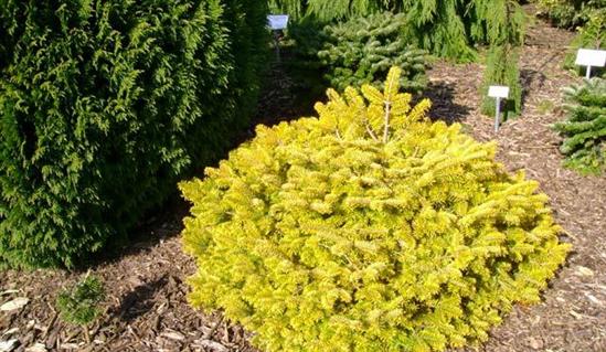 Caucasian fir (Nordman)