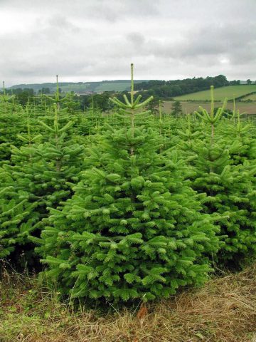 Caucasian fir (Nordman)