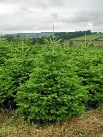 Caucasian fir (Nordman)