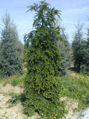 Caucasian fir (Nordman)