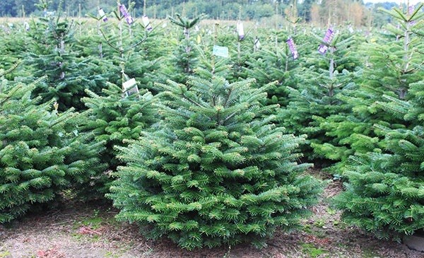 Caucasian fir (Nordman)