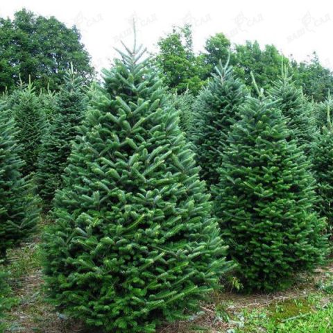 Caucasian fir (Nordman)