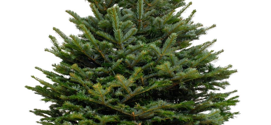 Caucasian fir (Nordman)