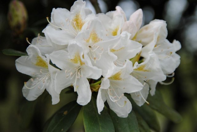 Caucasian rhododendron: medicinal properties and contraindications