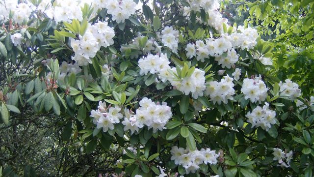 Caucasian rhododendron: medicinal properties and contraindications