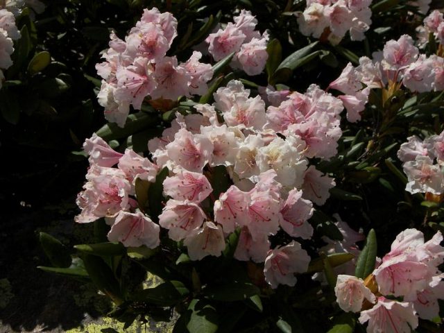 Caucasian rhododendron: medicinal properties and contraindications