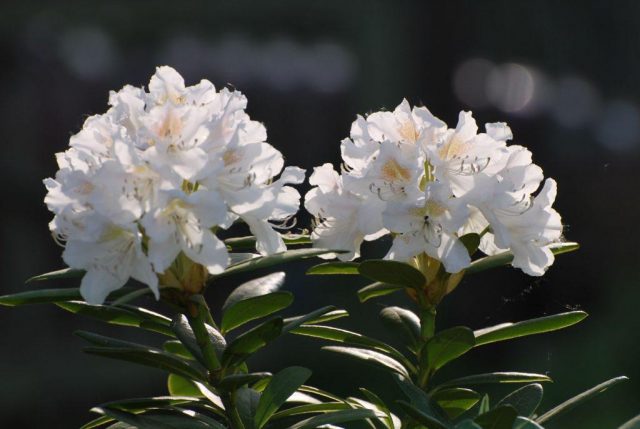 Caucasian rhododendron: medicinal properties and contraindications