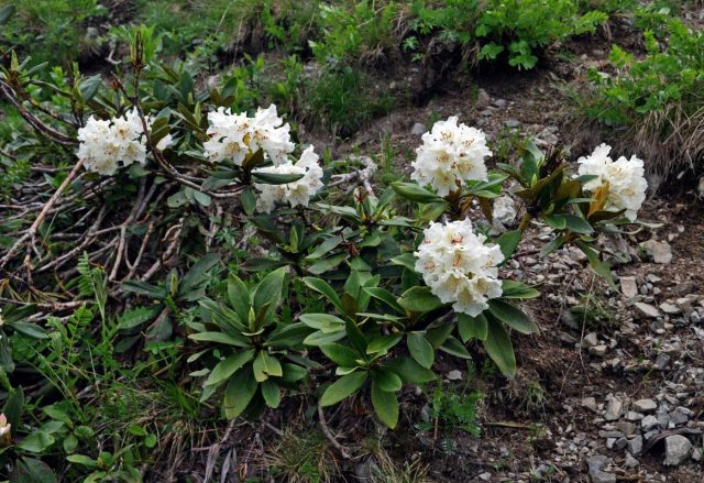 Caucasian rhododendron: medicinal properties and contraindications