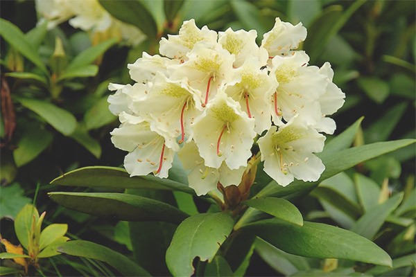 Caucasian rhododendron: medicinal properties and contraindications