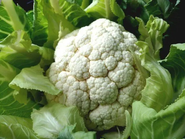 Cauliflower Goodman F1: variety description when planted on seedlings