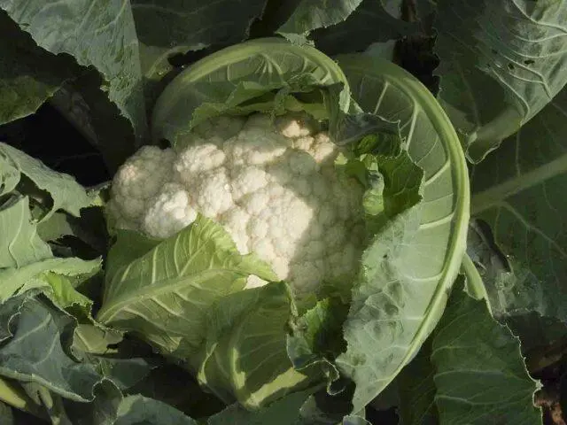 Cauliflower Goodman F1: variety description when planted on seedlings