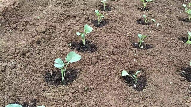 Cauliflower Goodman F1: variety description when planted on seedlings