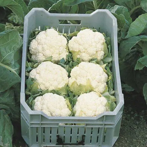 Cauliflower Goodman F1: variety description when planted on seedlings