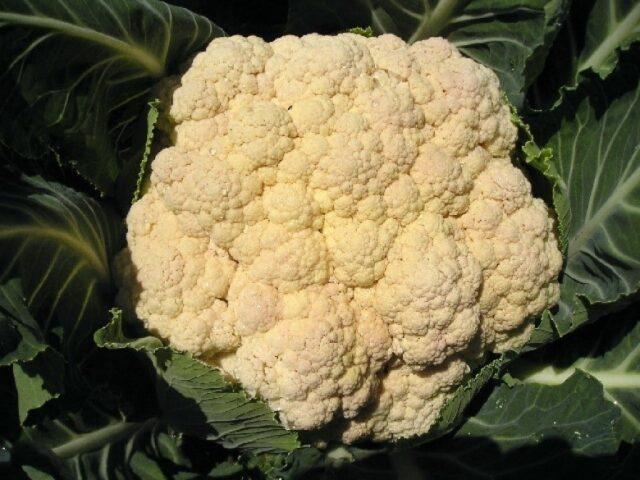 Cauliflower Movir 74: variety description, how to plant, growing from seeds