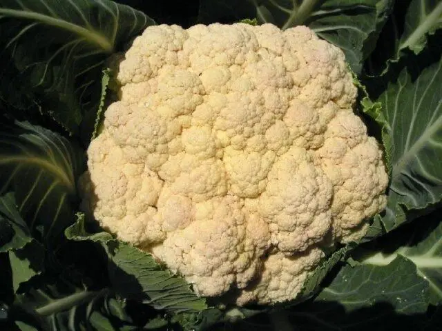 Cauliflower Movir 74: variety description, how to plant, growing from seeds