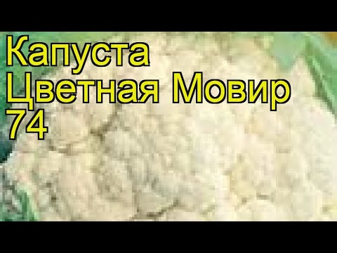 Cauliflower Movir 74: variety description, how to plant, growing from seeds