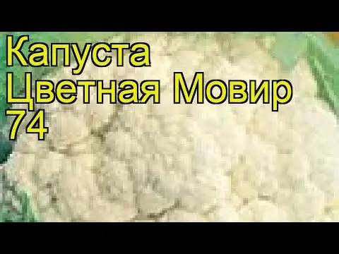 Cauliflower Movir 74: variety description, how to plant, growing from seeds