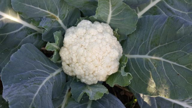 Cauliflower Snowball 123: reviews, photos and description