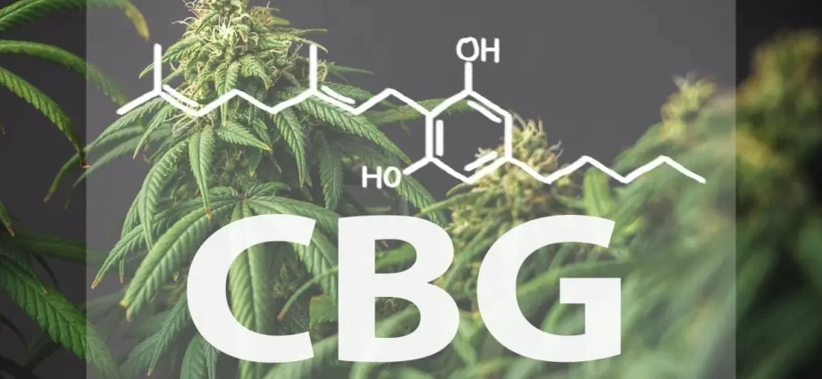 CBD, CBG &#8211; how does it improve the quality of life?