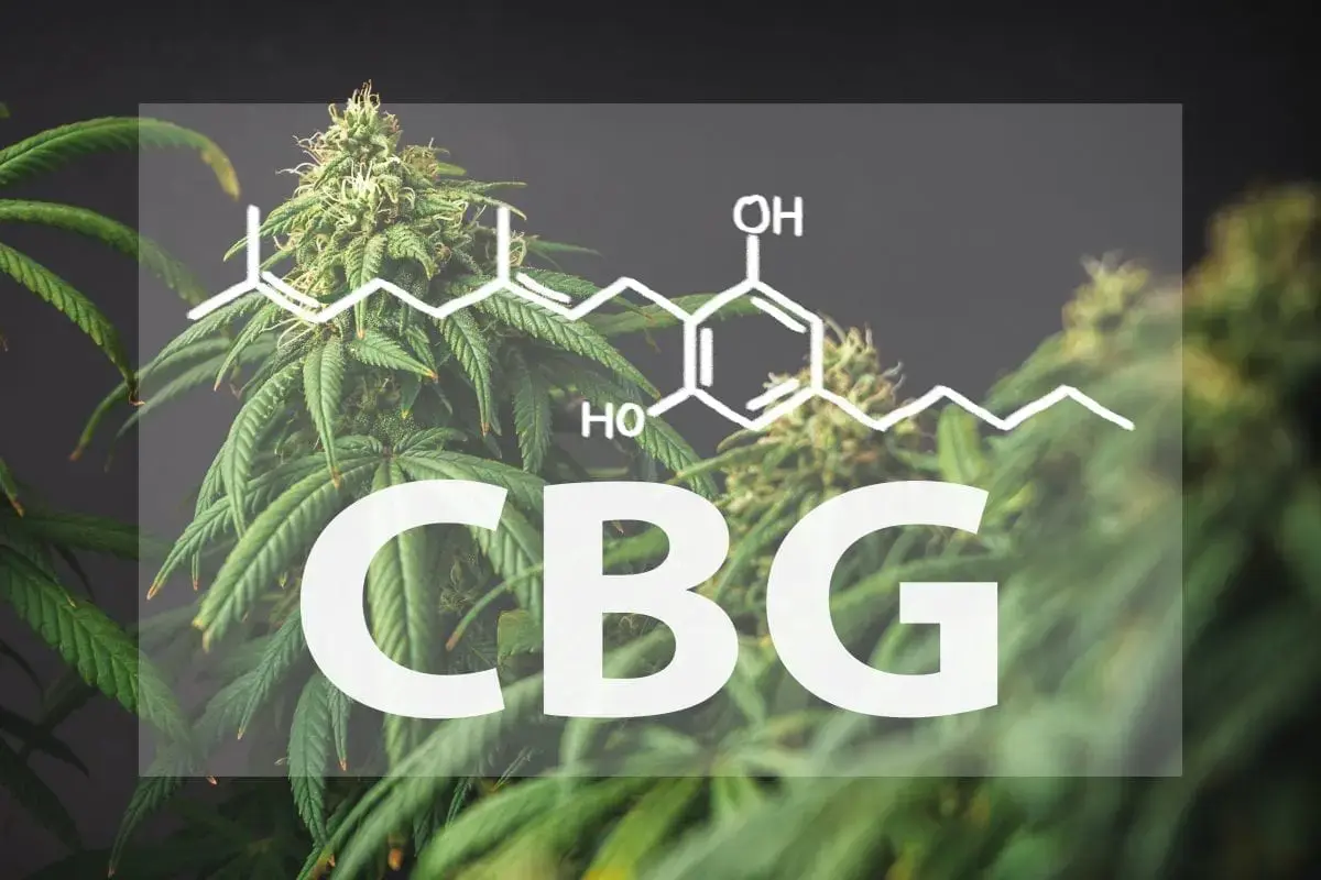 CBD, CBG &#8211; how does it improve the quality of life?