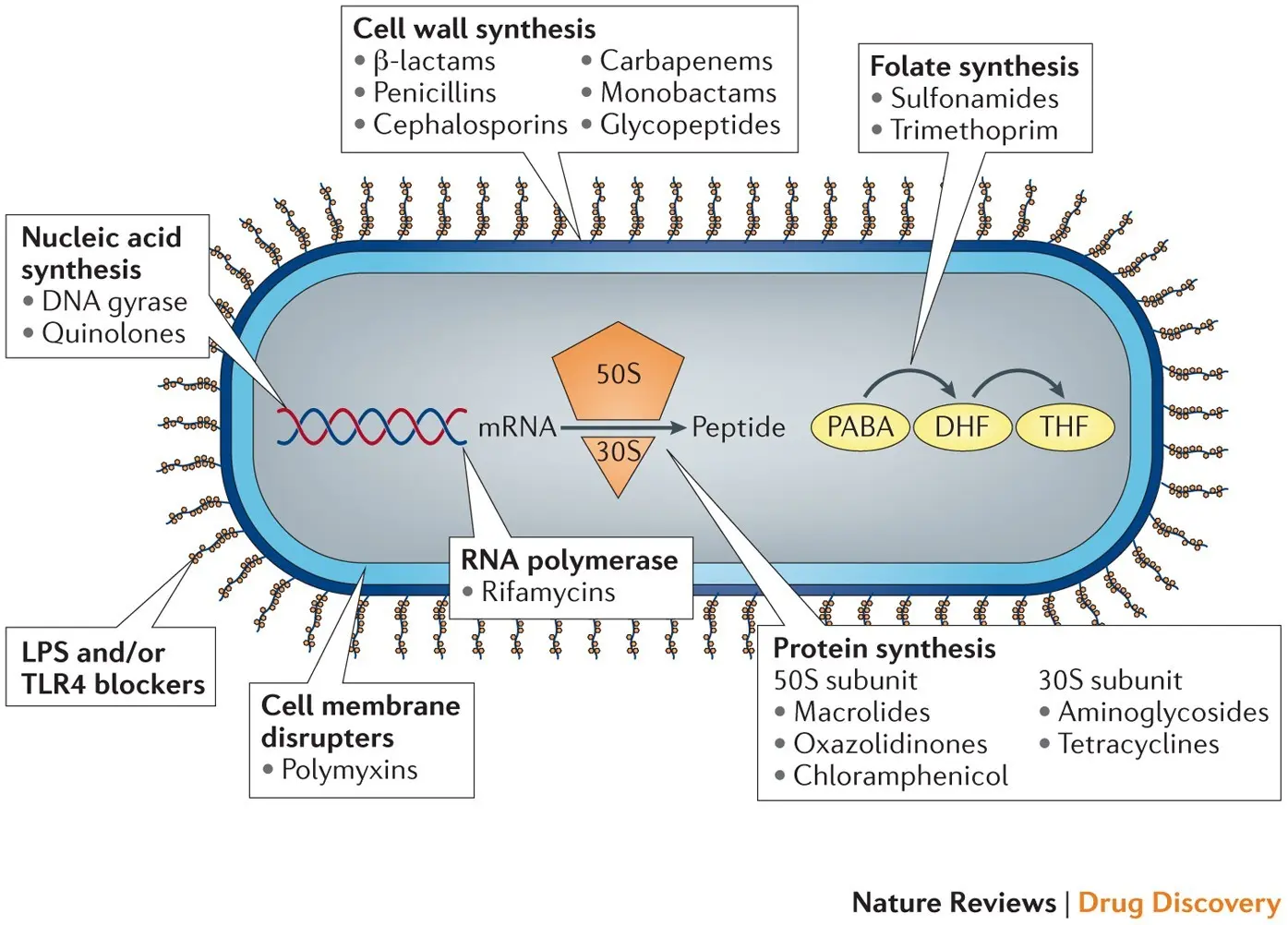 Ceclor with antibacterial properties. How to use an antibiotic?