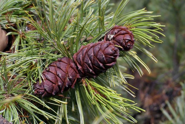 Cedar elfin: photo and description