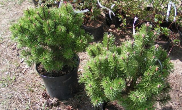 Cedar elfin: photo and description